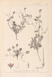 Herbier de la flore française Pl0085 - Louis Antoine Cusin — widok dzieła