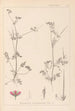 Herbarium francuskiej flory Pl0086 - Louis Antoine Cusin — widok dzieła