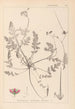 Herbier de la flore française Pl0087 - Louis Antoine Cusin — widok dzieła