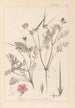 Herbier de la flore française Pl0088 - Louis Antoine Cusin — widok dzieła