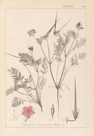 Louis Antoine Cusin - Herbier de la flore franaise Pl0088.webp