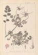 Herbier de la flore française Pl0089 - Louis Antoine Cusin — widok dzieła