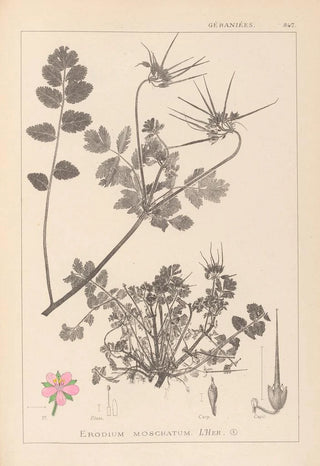 Louis Antoine Cusin - Herbier de la flore franaise Pl0089.webp