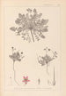 Herbier de la flore française Pl0090 - Louis Antoine Cusin — widok dzieła