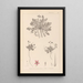 Herbier de la flore française Pl0090 - Louis Antoine Cusin — oprawiony obraz na ścianie