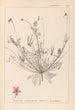 Herbier de la flore française Pl0091 - Louis Antoine Cusin — widok dzieła