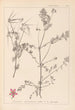 Herbier de la flore française Pl0092 - Louis Antoine Cusin — widok dzieła