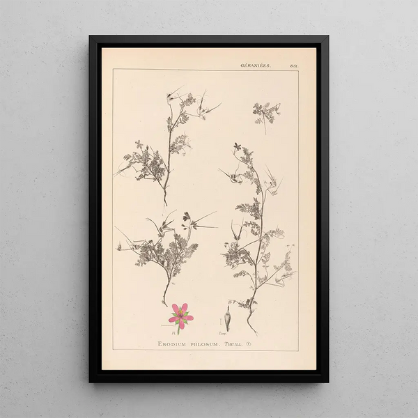 Louis Antoine Cusin - Herbier de la flore franaise Pl0093.webp