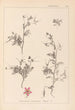 Herbier de la flore française Pl0093 - Louis Antoine Cusin — widok dzieła