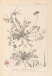 Herbier de la flore française Pl0094 - Louis Antoine Cusin — widok dzieła