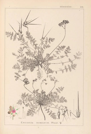 Louis Antoine Cusin - Herbier de la flore franaise Pl0094.webp