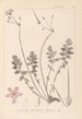 Herbier de la flore française Pl0095 - Louis Antoine Cusin — widok dzieła