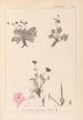Herbier de la flore française Pl0096 - Louis Antoine Cusin — widok dzieła