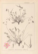 Herbier de la flore française Pl0097 - Louis Antoine Cusin — widok dzieła