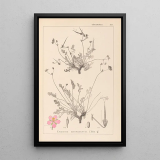 Louis Antoine Cusin - Herbier de la flore franaise Pl0097.webp