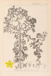 Herbarium francuskiej flory Pl0098 - Louis Antoine Cusin — widok dzieła