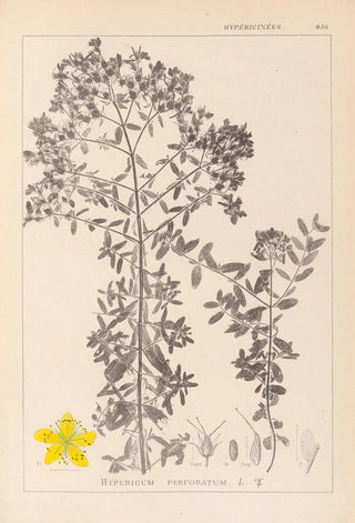 Louis Antoine Cusin - Herbier de la flore franaise Pl0098.webp