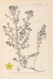 Herbier de la flore française Pl0099 - Louis Antoine Cusin — widok dzieła