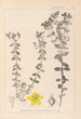 Herbier de la flore française Pl0100 - Louis Antoine Cusin — widok dzieła