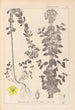 Herbier de la flore française Pl0101 - Louis Antoine Cusin — widok dzieła