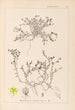 Herbier de la flore française Pl0102 - Louis Antoine Cusin — widok dzieła