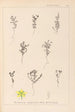 Herbier de la flore française Pl0103 - Louis Antoine Cusin — widok dzieła