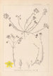 Herbier de la flore française Pl0104 - Louis Antoine Cusin — widok dzieła