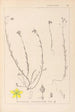 Herbier de la flore française Pl0105 - Louis Antoine Cusin — widok dzieła