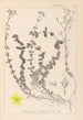 Herbier de la flore française Pl0106 - Louis Antoine Cusin — widok dzieła