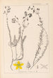 Herbier de la flore française Pl0107 - Louis Antoine Cusin — widok dzieła