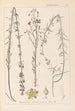 Herbarium francuskiej flory Pl0108 - Louis Antoine Cusin — widok dzieła