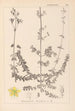 Herbier de la flore française Pl0109 - Louis Antoine Cusin — widok dzieła