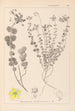 Herbier de la flore française Pl0110 - Louis Antoine Cusin — widok dzieła