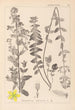 Herbier de la flore française Pl0111 - Louis Antoine Cusin — widok dzieła