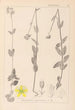 Herbier de la flore française Pl0112 - Louis Antoine Cusin — widok dzieła