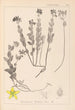 Herbier de la flore française Pl0113 - Louis Antoine Cusin — widok dzieła