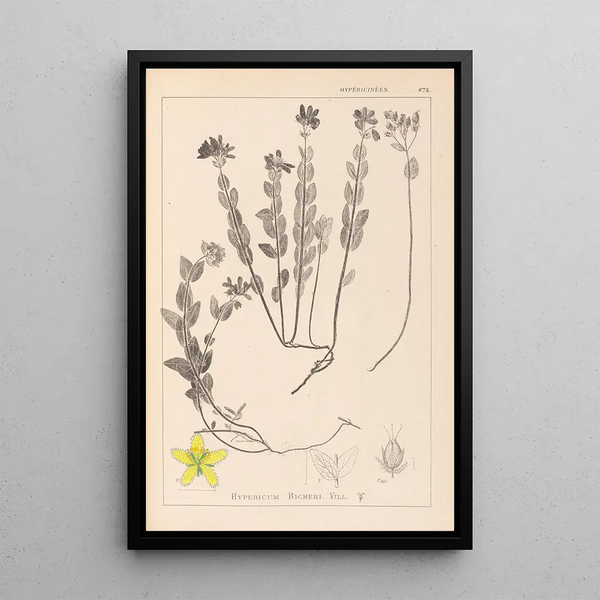 Louis Antoine Cusin - Herbier de la flore franaise Pl0113.webp