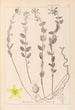 Herbier de la flore française Pl0114 - Louis Antoine Cusin — widok dzieła