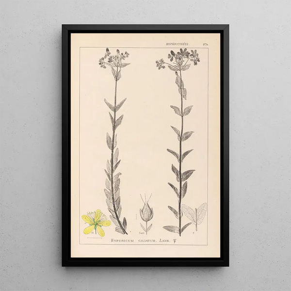 Louis Antoine Cusin - Herbier de la flore franaise Pl0115.webp