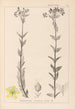 Herbier de la flore française Pl0115 - Louis Antoine Cusin — widok dzieła