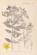 Herbier de la flore française Pl0116 - Louis Antoine Cusin — widok dzieła