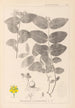 Herbier de la flore française Pl0117 - Louis Antoine Cusin — widok dzieła