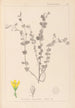 Herbier de la flore française Pl0118 - Louis Antoine Cusin — widok dzieła