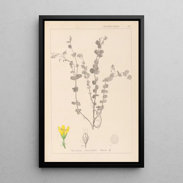 Louis Antoine Cusin - Herbier de la flore franaise Pl0118.webp