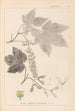 Herbier de la flore française Pl0119 - Louis Antoine Cusin — widok dzieła