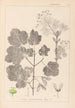 Herbier de la flore française Pl0120 - Louis Antoine Cusin — widok dzieła