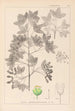 Herbier de la flore française Pl0121 - Louis Antoine Cusin — widok dzieła