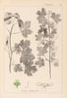 Herbier de la flore française Pl0122 - Louis Antoine Cusin — widok dzieła