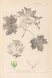 Herbier de la flore française Pl0123 - Louis Antoine Cusin — widok dzieła