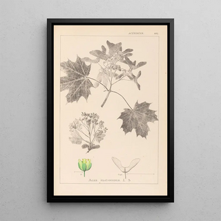 Louis Antoine Cusin - Herbier de la flore franaise Pl0123.webp